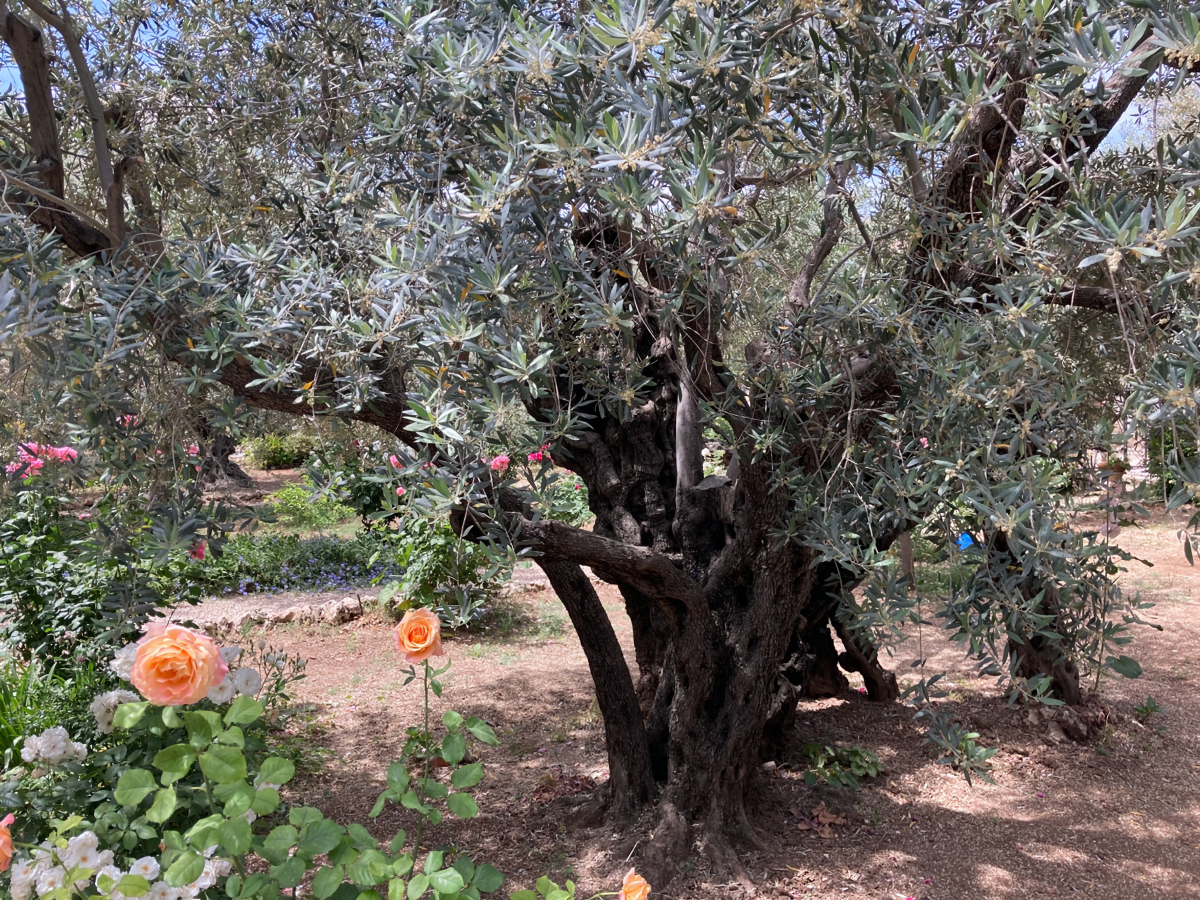 De tristitia tedio pavore et oratione christi ante captione eius: The last work by St Thomas More,&nbsp;2021